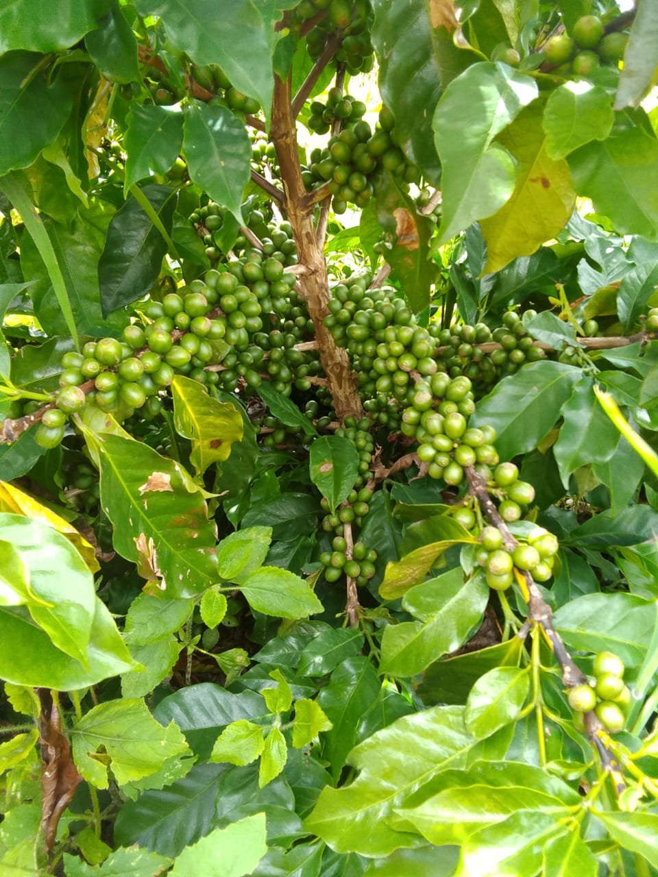 Fomento Agroflorestais